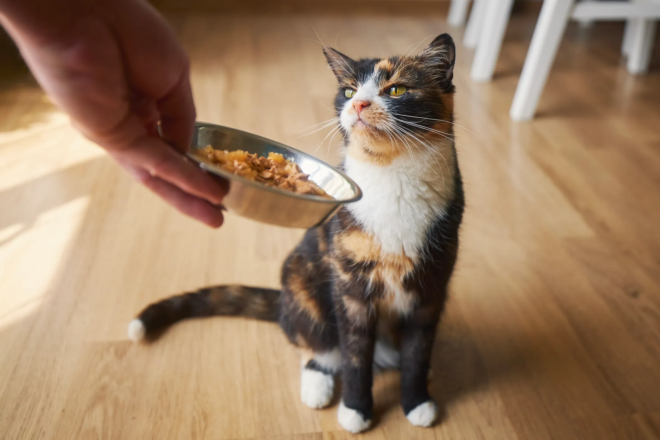 猫に健康的な食事を与える: これが高品質のキャットフードを見分ける方法です