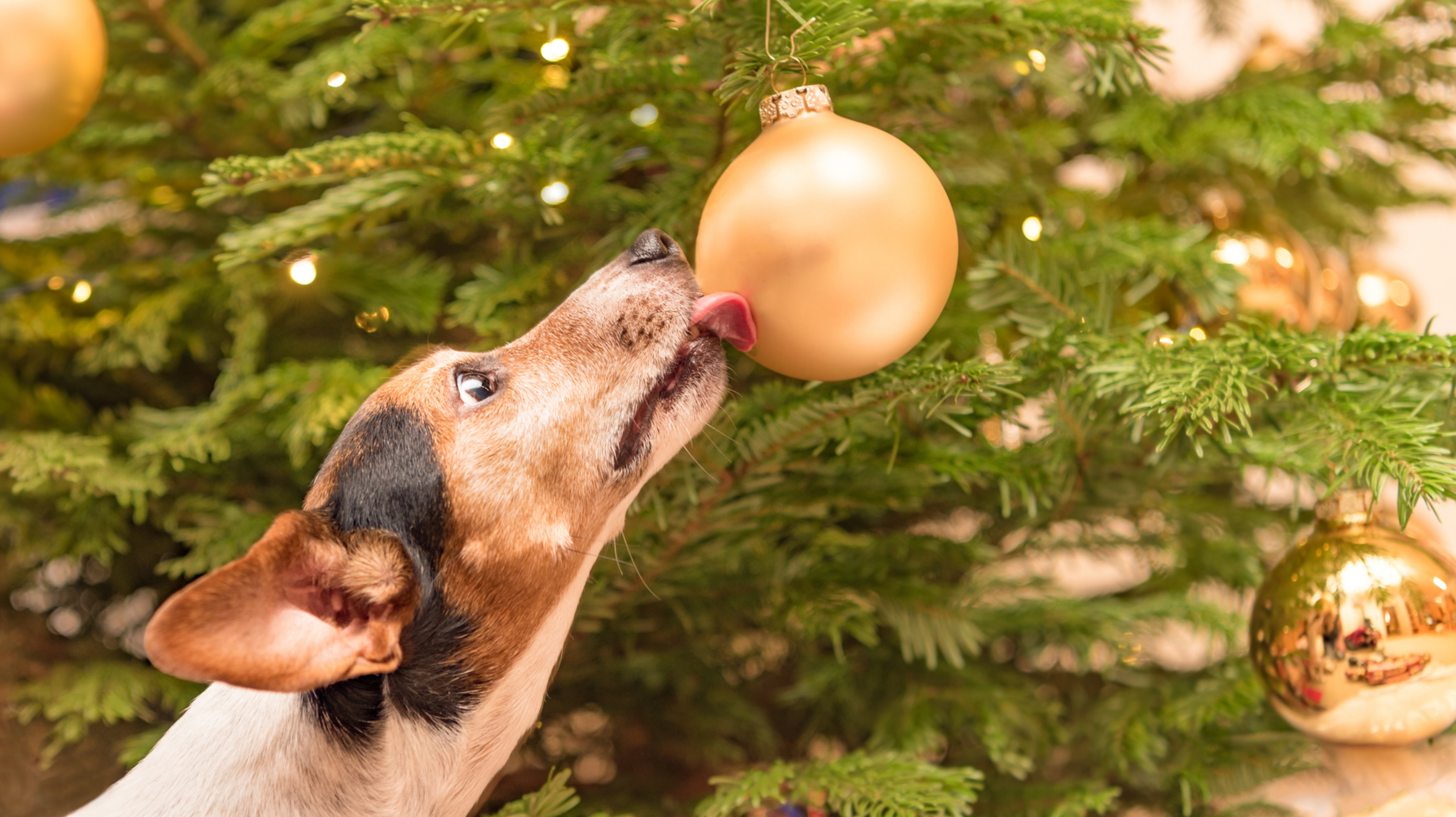 犬や猫などと一緒に過ごすクリスマス：ここには危険が潜んでいます！