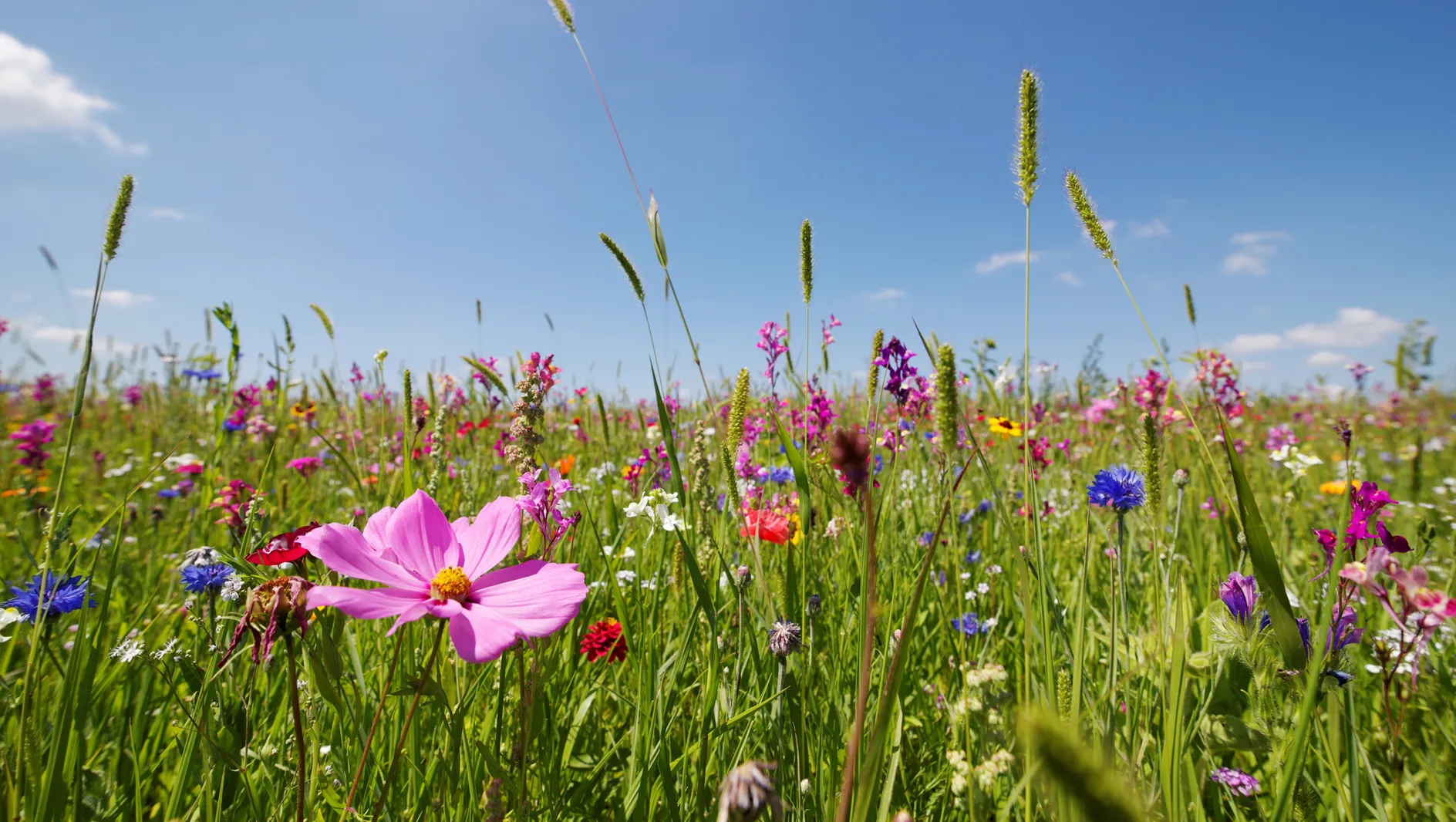 花の香り：これらの香水は花の牧草地のような匂いがします（ダグラスがあります）