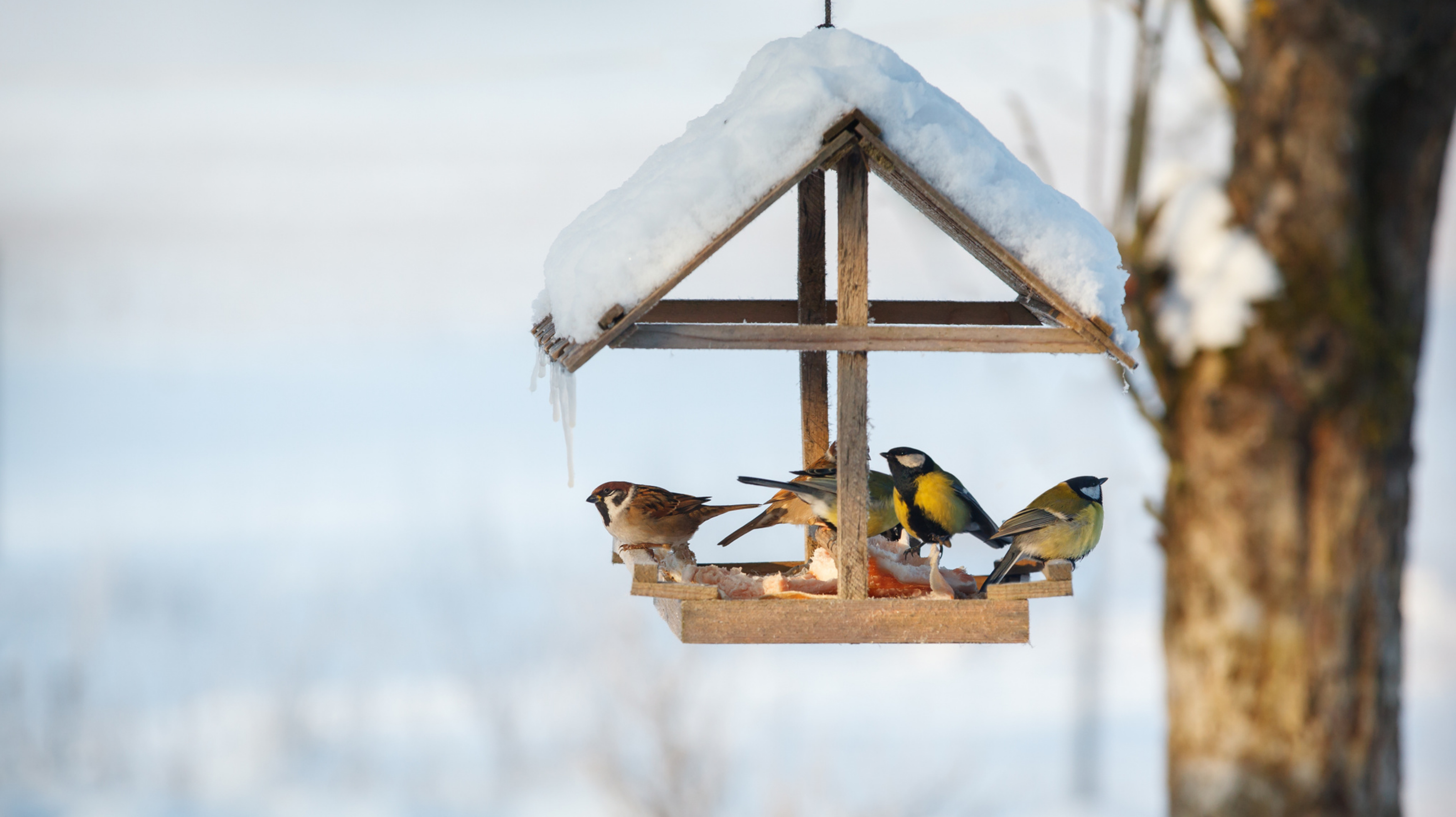 冬に鳥に餌をやる：これらの間違いは避けるべきです（専門家曰く）