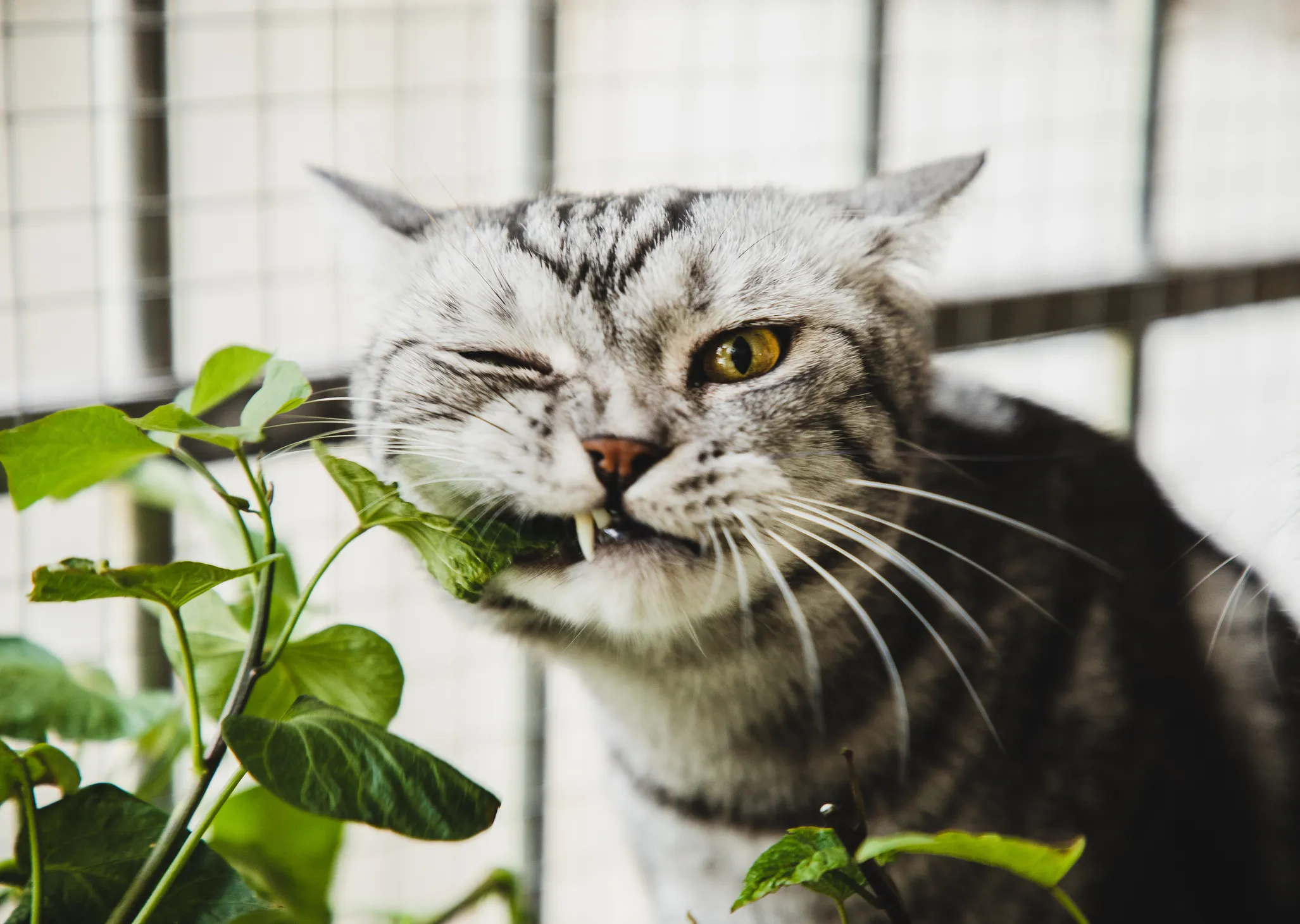 警告: これらの人気の観葉植物は猫にとって有毒です