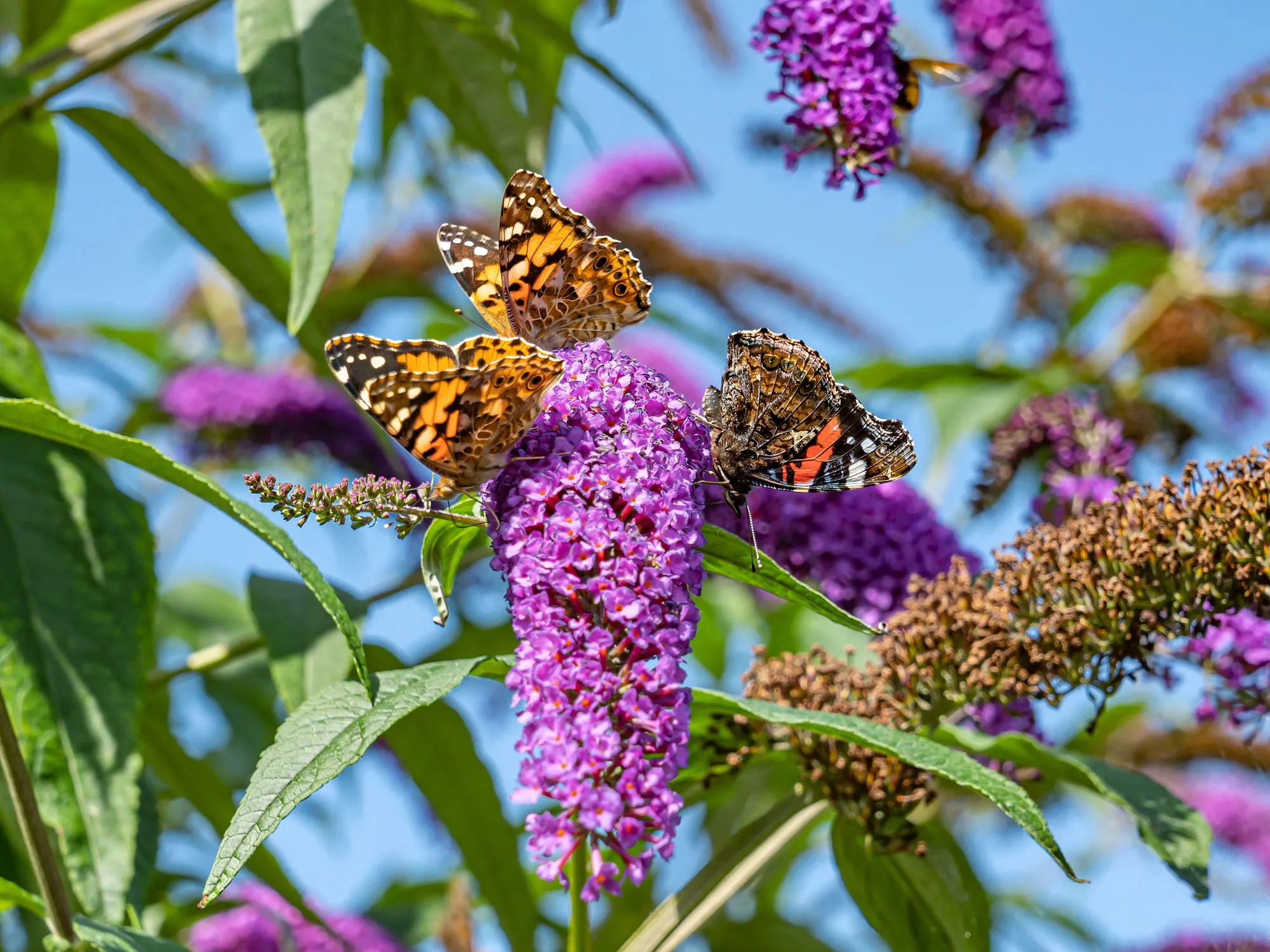 夏のライラックは禁止されていますか？なぜbuddlejaはあなたの庭に害を及ぼします