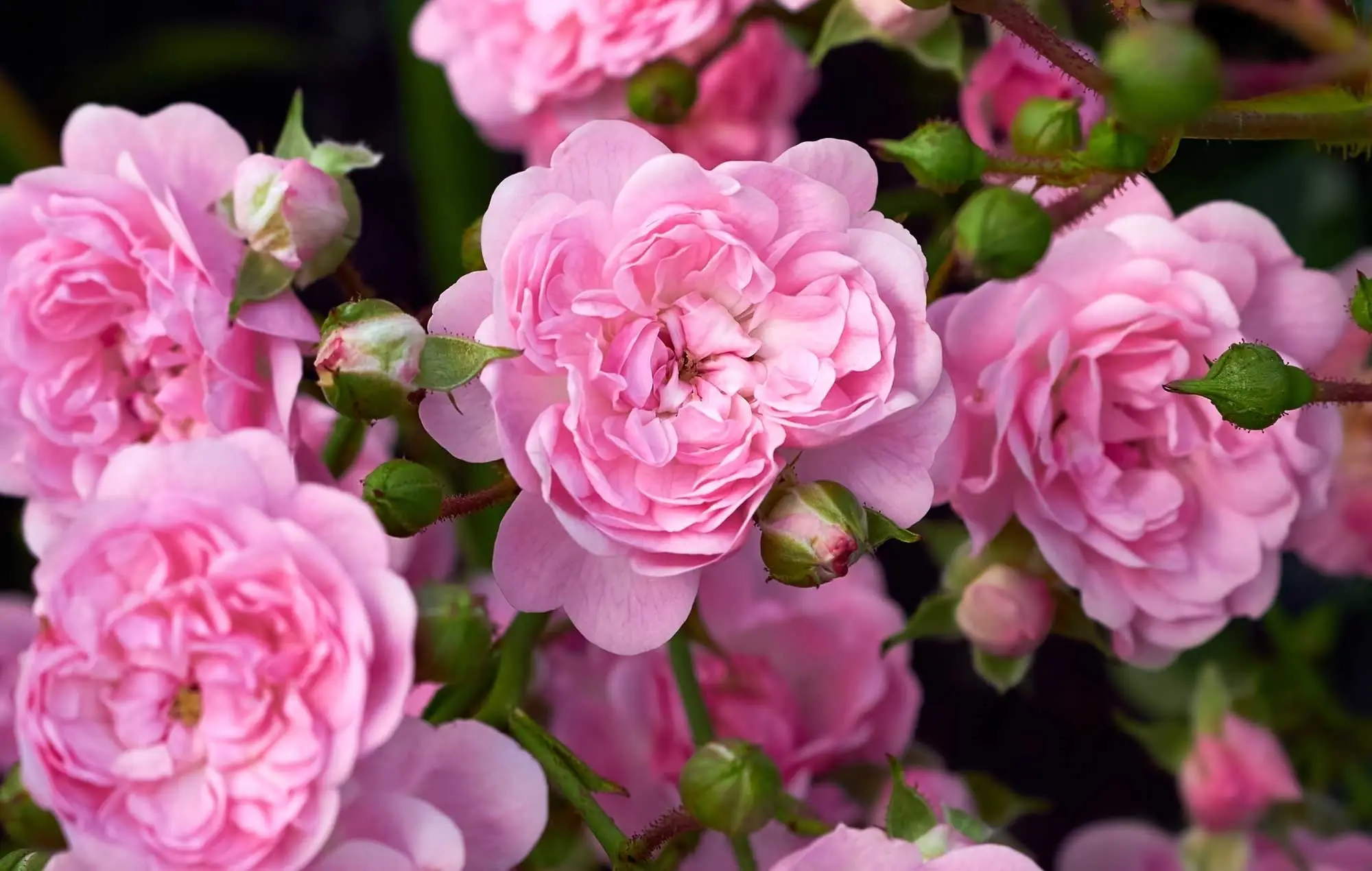 Gärtner-Himlim贅沢に開花するバラのヒント：肥料としてのキッチンの廃棄物は驚異的に見えます