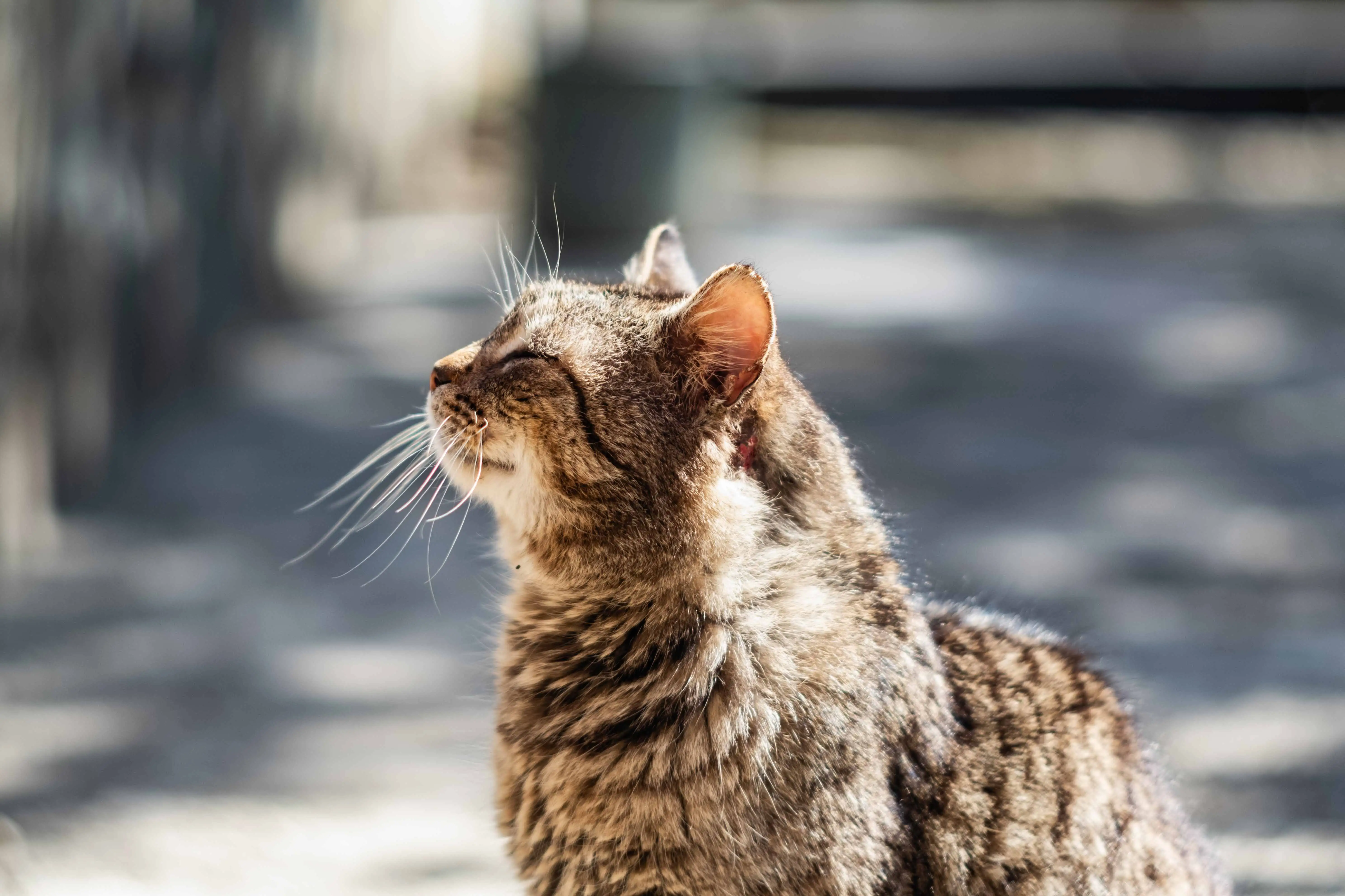 猫はいつから老けるの？この表を使用して猫の年齢を計算します