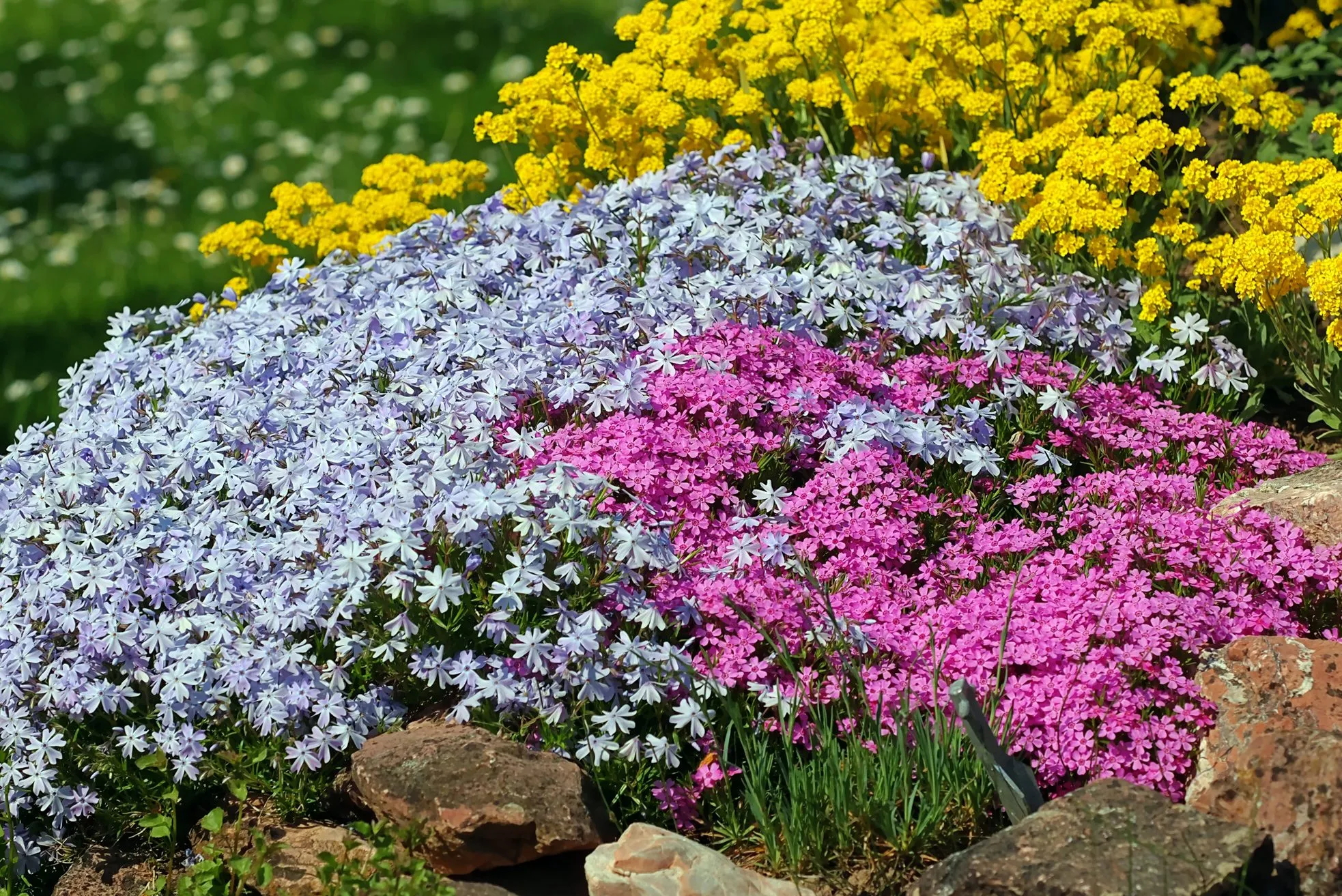 Doub Weeds：これらの5つの床カバーが退屈な角を花の海に変換します