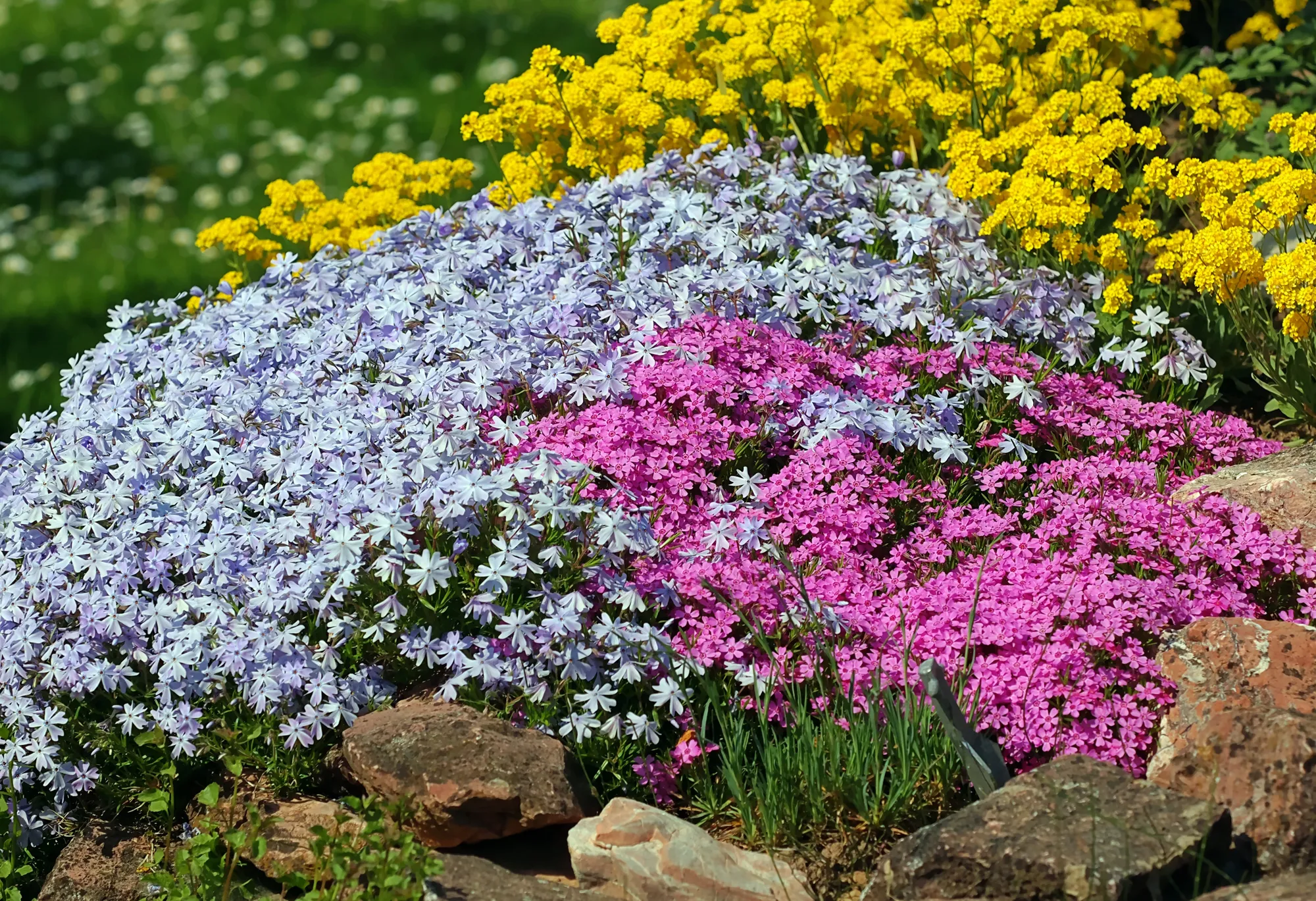 Doub Weeds：これらの5つの地面カバーは、汚れの角を花の海に変換します