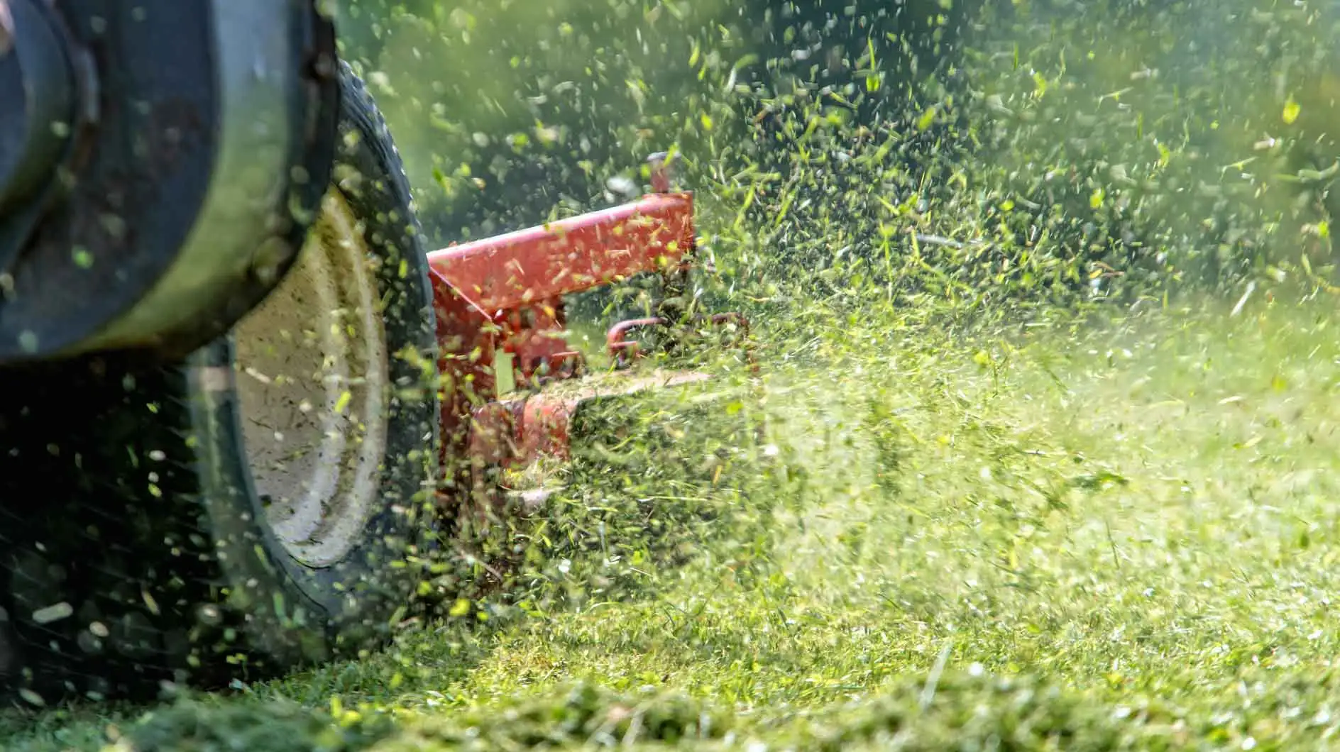 芝生を刈る：雑草を避けるために、これを絶対に考慮する必要があります