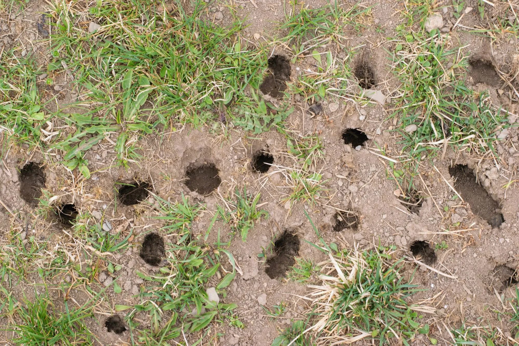 ほくろは必要ありません：どの動物がまだ穴の後ろの芝生にいることができるか