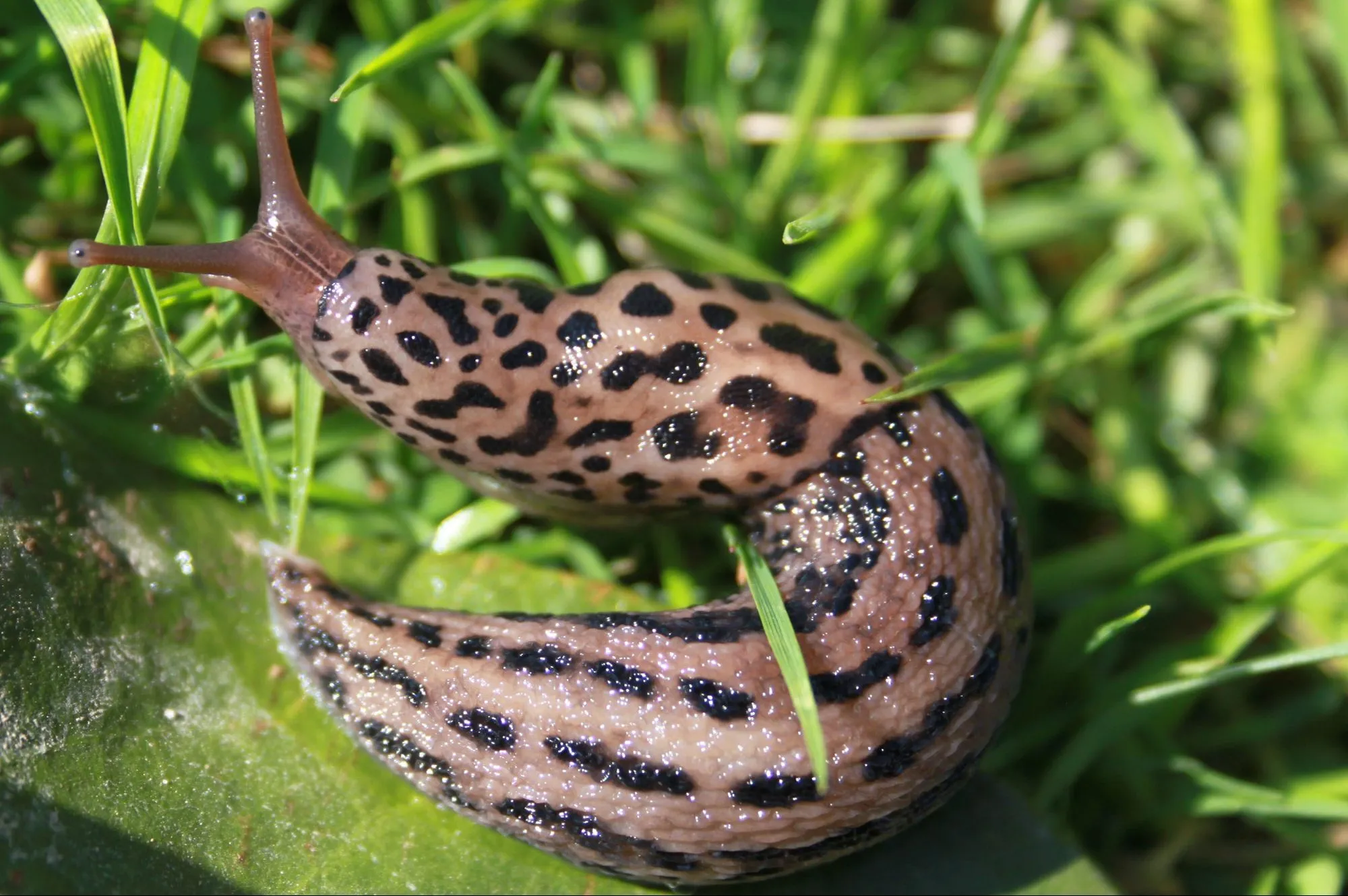 タイガーシュネーゲル：庭でこのカタツムリを発見した場合、ジャックポットがあります