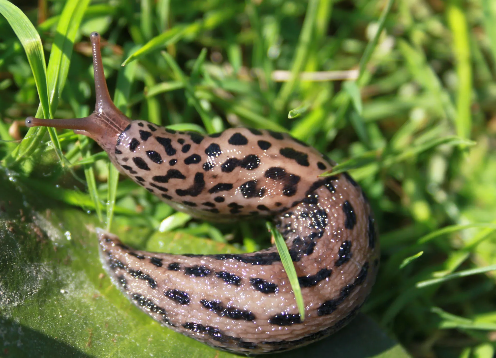 タイガーカタツムリ：ビッグキャットカタツムリは庭のジャックポットです