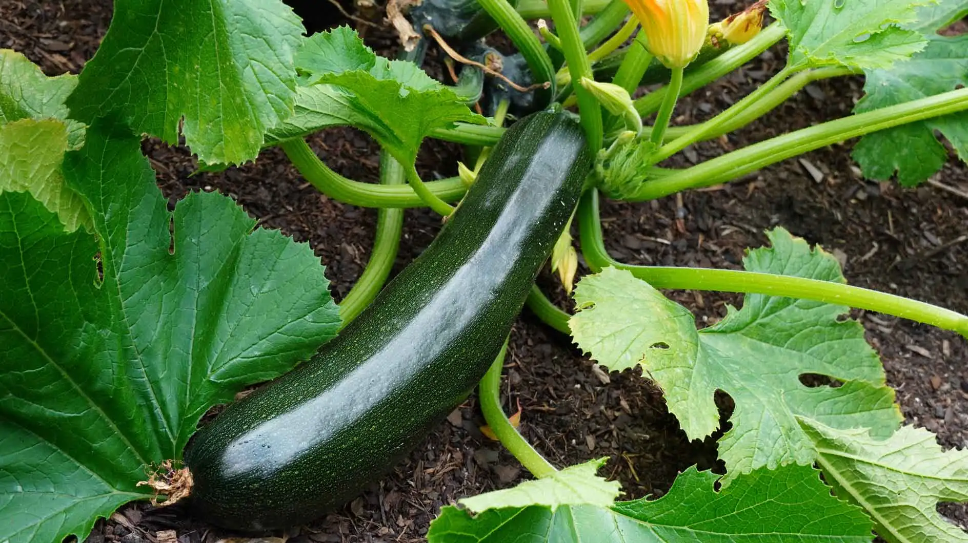 植物Zucchini：なぜ距離（緑豊かな成長のため）が決定的なのか