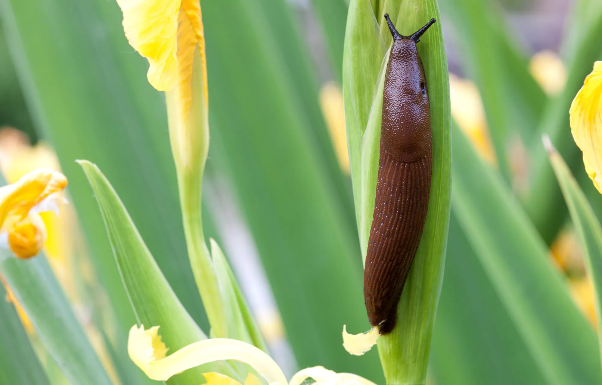 カタツムリの穀物よりも優れていますか？これらの5つの多年生植物を植えて、カタツムリを遠くに保つ