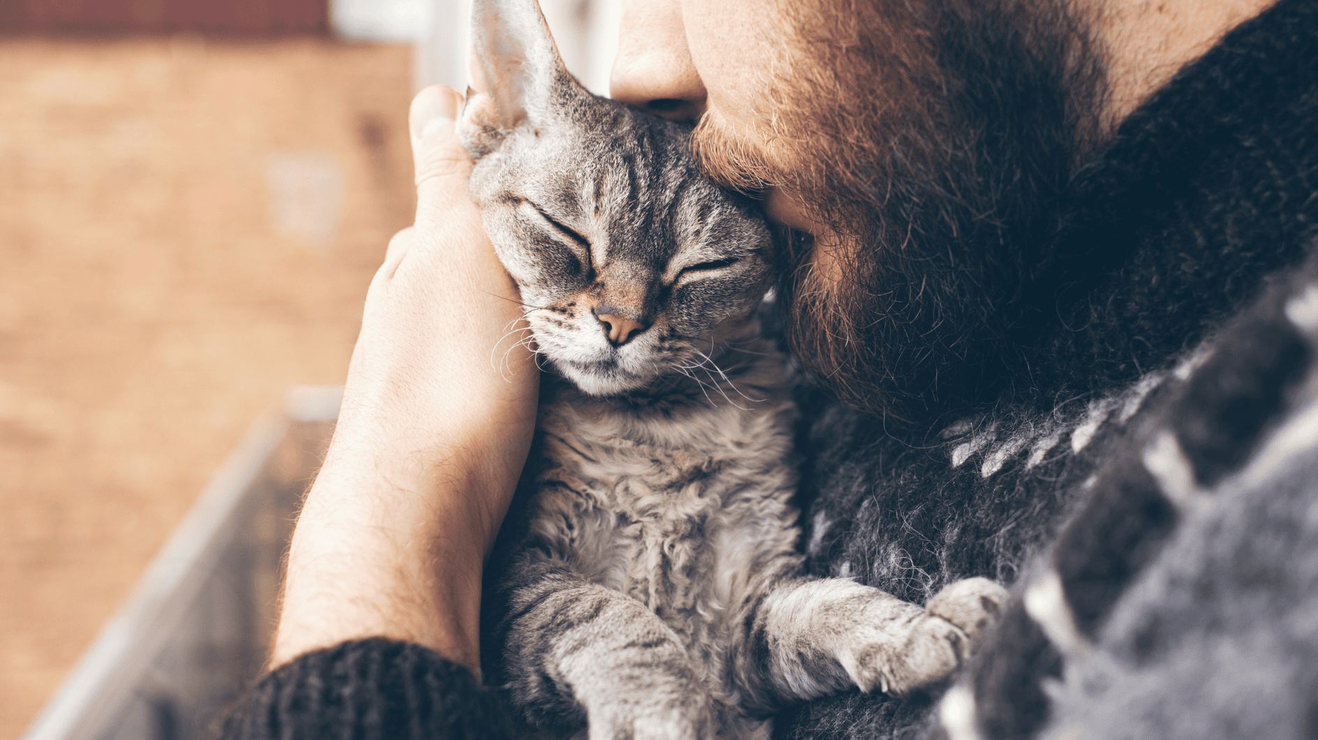 喉をゴロゴロ鳴らしてから頭をあげるまで：これがあなたの猫が「愛しています」と言う方法です