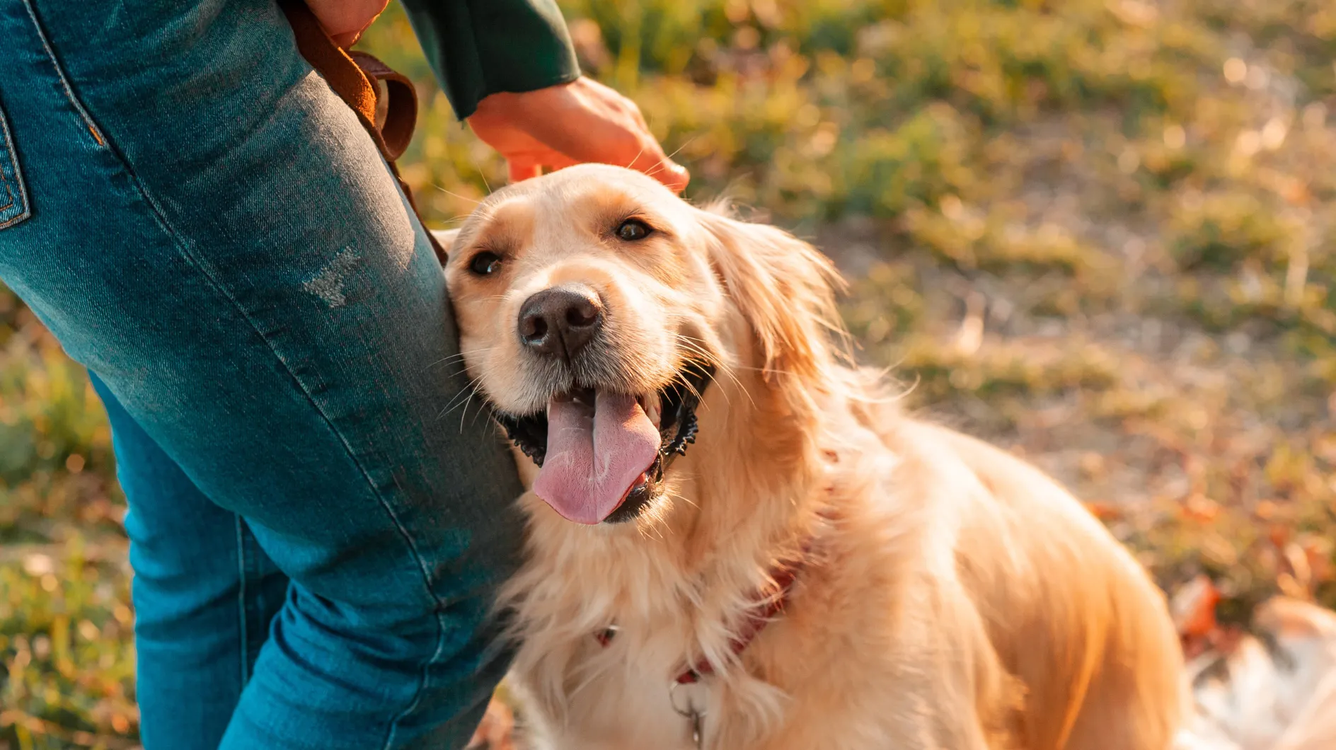 忠実な魂: これはあなたの犬があなたをどれだけ愛しているかをどれほど優しく示しているかです