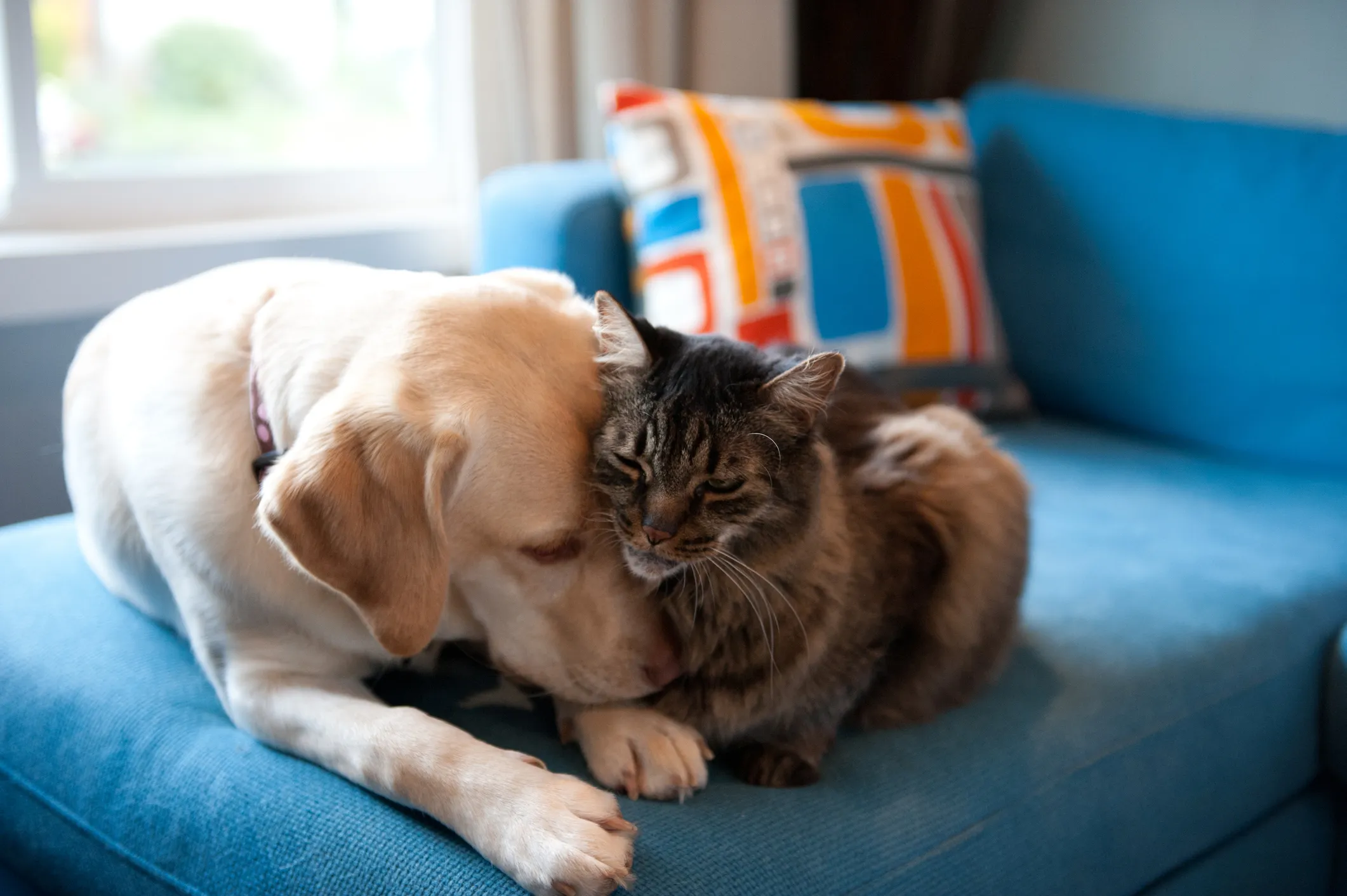 猫と犬のどちらが賢いのでしょうか？研究は驚くべき結果をもたらす