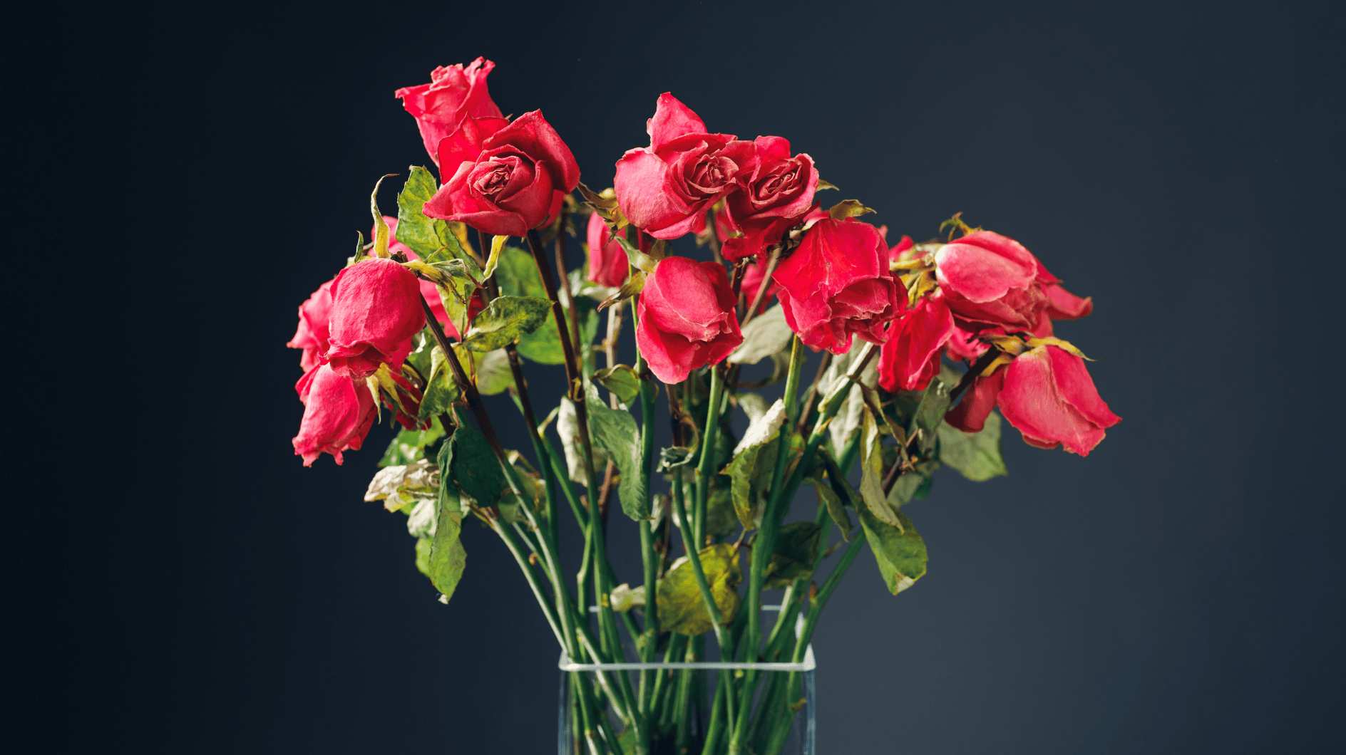 バラは頭を掛けていますか？花屋は、彼らがどのように新鮮なままでいるかを明らかにします