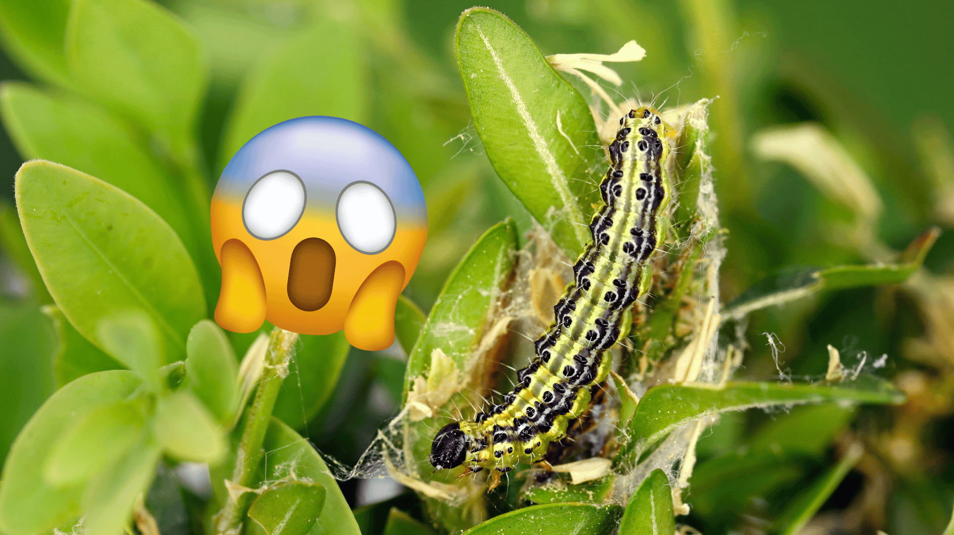 Boxwood Borerが発見されましたか？その後、何をしないでください（庭の専門家によると）
